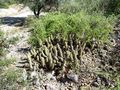 Echinopsis huascha ssp. robusta 1.JPG