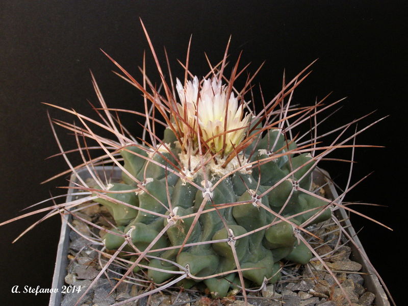 Файл:Thelocactus rinconensis var. rinconensis 1276.jpg