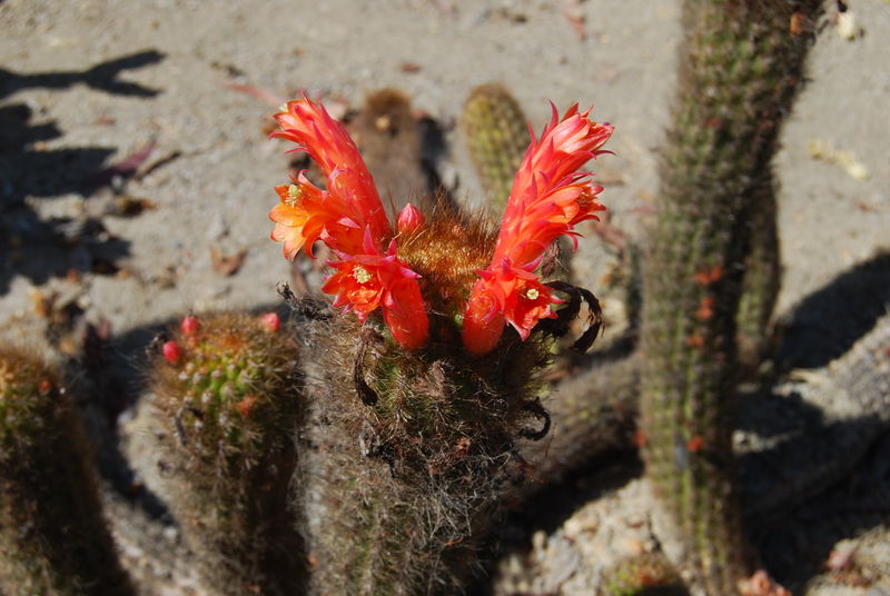 Файл:Cleistocactus acanthurus 0.jpg