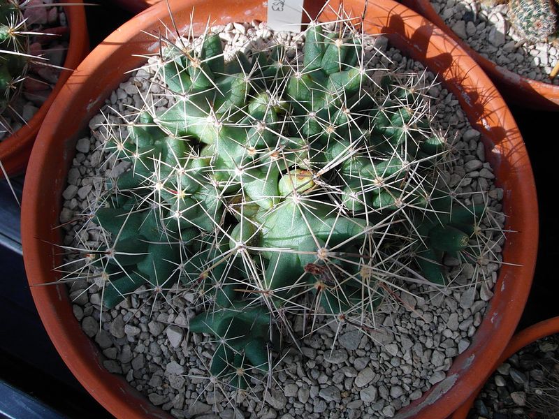 Файл:Coryphantha macromeris ssp. runyonii 03.JPG
