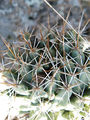 Coryphantha octacantha 0.jpg