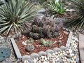 Echinocereus coccineus ssp. paucispinus 0.jpg