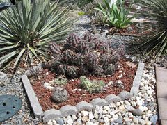 Echinocereus coccineus ssp. paucispinus 0.jpg
