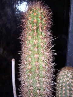 Haageocereus turbidus.jpg