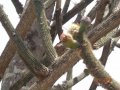 Pilosocereus pachycladus ssp. pernambucoensis 21.jpg