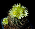 Turbinicarpus pseudomacrochele ssp. minimus praktikar.jpg