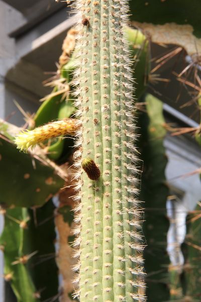 Файл:Cleistocactus buchtienii pm1.jpg