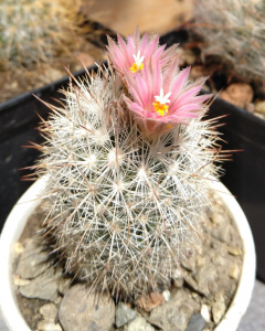 Escobaria sneedii ssp. orcuttii 4.jpg
