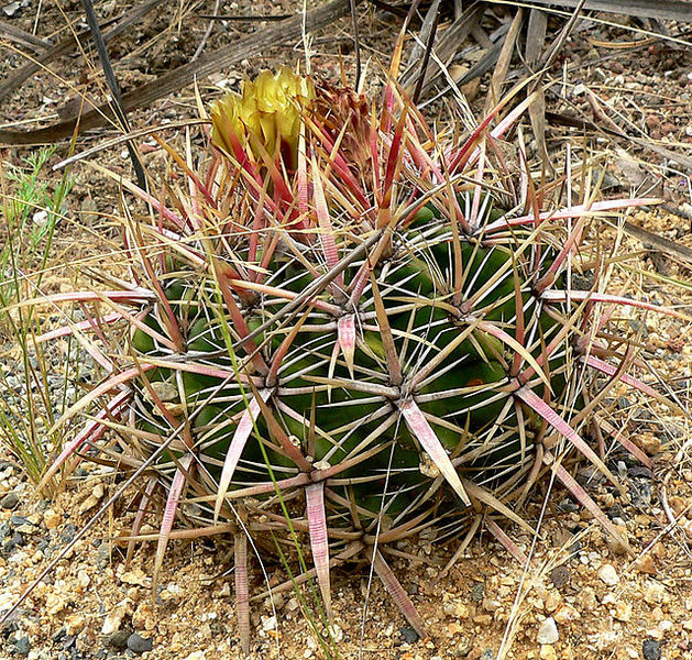 Файл:Ferocactus viridescens 7.jpg