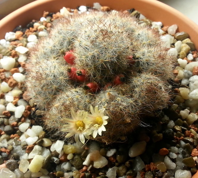 Файл:Mammillaria.prolifera ssp. texana.jpg