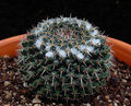 Mammillaria formosa ssp. chionocephala 3.jpg