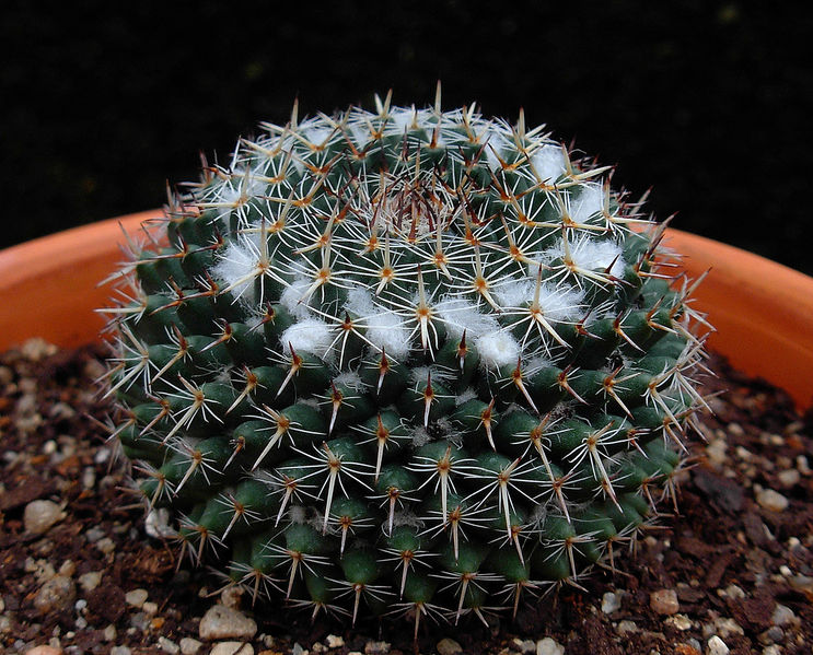 Файл:Mammillaria formosa ssp. chionocephala 3.jpg