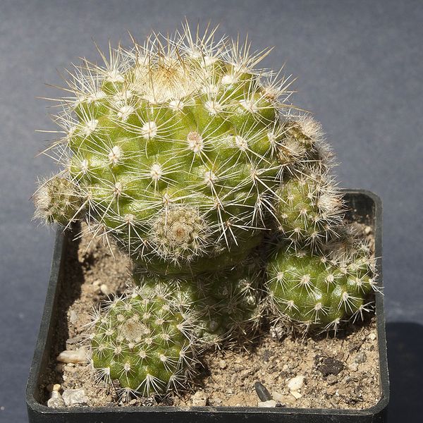 Файл:Parodia neglecta 3.jpg