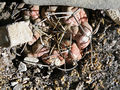 Thelocactus hexaedrophorus ssp. hexaedrophorus h7.jpg