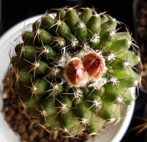 Файл:Copiapoa humilis ssp. tenuissima 2.jpg