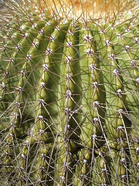 Файл:Parodia schumanniana ssp. schumanniana 3.jpg