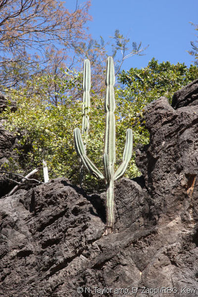 Файл:Cereus jamacaru ssp. calcirupicola.jpg