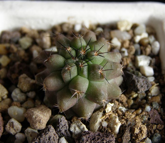 Файл:Copiapoa montana 1.jpg