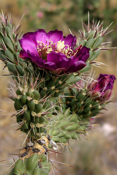 Файл:Cylindropuntia imbricata 4.jpg