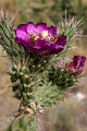 Cylindropuntia imbricata 4.jpg