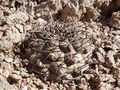 Gymnocalycium glaucum ssp. ferrarii 4.JPG