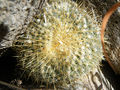 Mammillaria muehlenpfordtii 06.jpg