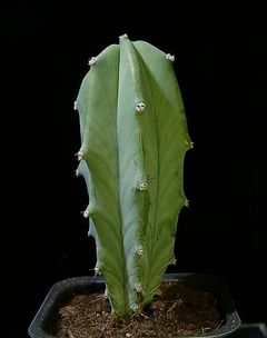 Myrtillocactus geometrizans - wikipedia.jpg