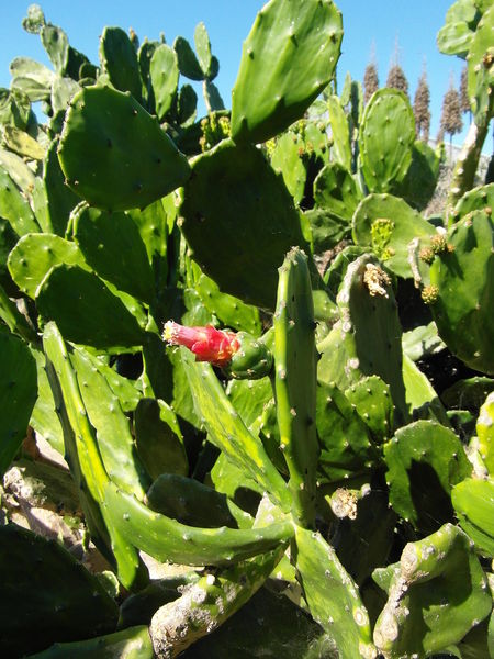 Файл:Nopalea cochenillifera 3.jpg