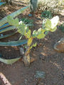 Opuntia quimilo 6.jpg