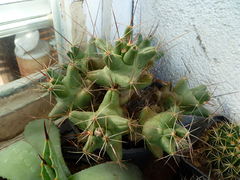 Coryphantha macromeris ssp. macromeris.jpg