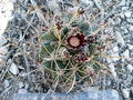 Glandulicactus uncinatus 0.jpg