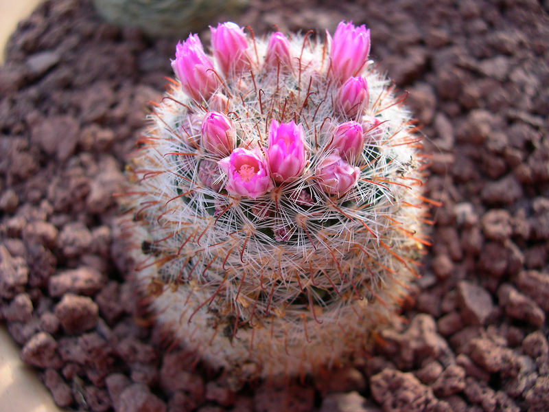 Файл:Mammillaria guillauminiana.jpg