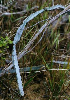 Cereus albicaulis1.jpg