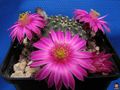 Echinocereus pulchellus ssp. pulchellus var. amoenus 3.jpg
