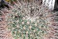Mammillaria sonorensis pm 1.JPG