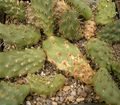Tunilla soehrensii 2.jpg