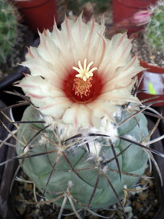 Coryphantha poselgeriana 4.jpg