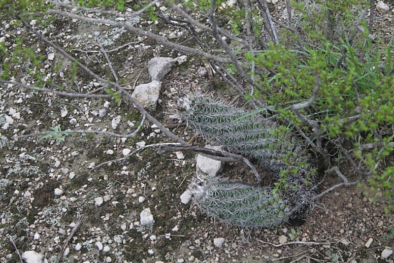 Файл:Coryphantha pulleineana 02.JPG