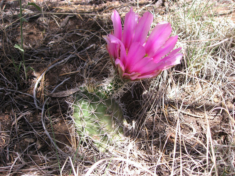 Файл:Echinocereus fendleri 5h.jpg