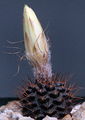 Frailea mammifera ssp. angelesiae 02 Dornenwolf.jpg