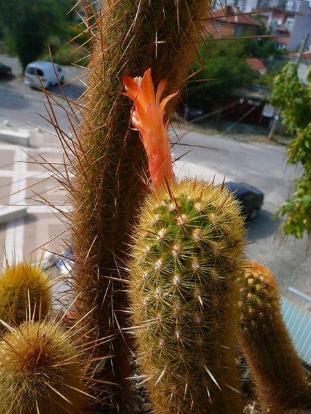 Файл:Haageocereus versicolor 90.jpg