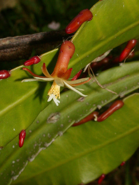 Файл:Pseudorhipsalis himantoclada 2BH.jpg
