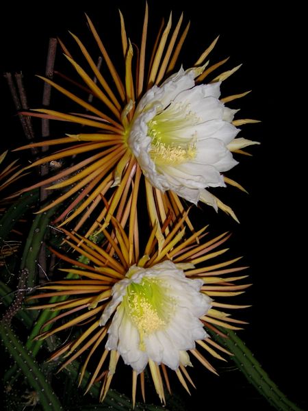Файл:Selenicereus pteranthus - wikipedia.jpg