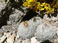 Escobaria dasyacantha ssp. chaffeyi 7.jpg