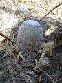 Mammillaria supertexta 4b.jpg