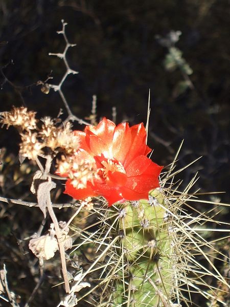 Файл:Corryocactus erectus 1.JPG