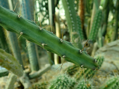 Harrisia regelii 7808.jpg