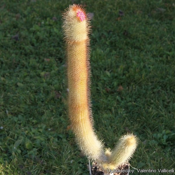 Файл:Micranthocereus streckeri 17571.jpg