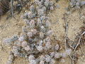 Corynopuntia moelleri 3.jpg