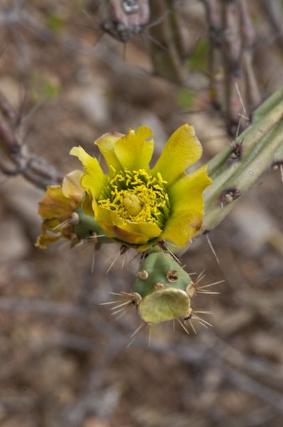Файл:Cylindropuntia thurberi 2572.jpeg